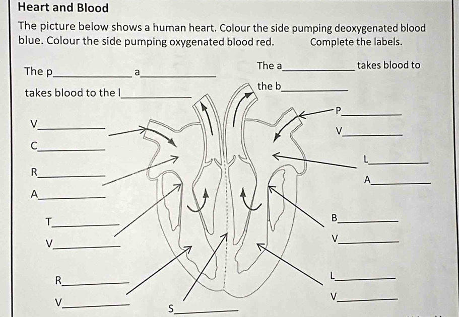 Heart and Blood 
The picture below shows a human heart. Colour the side pumping deoxygenated blood 
blue. Colour the side pumping oxygenated blood red. Complete the labels. 
_S