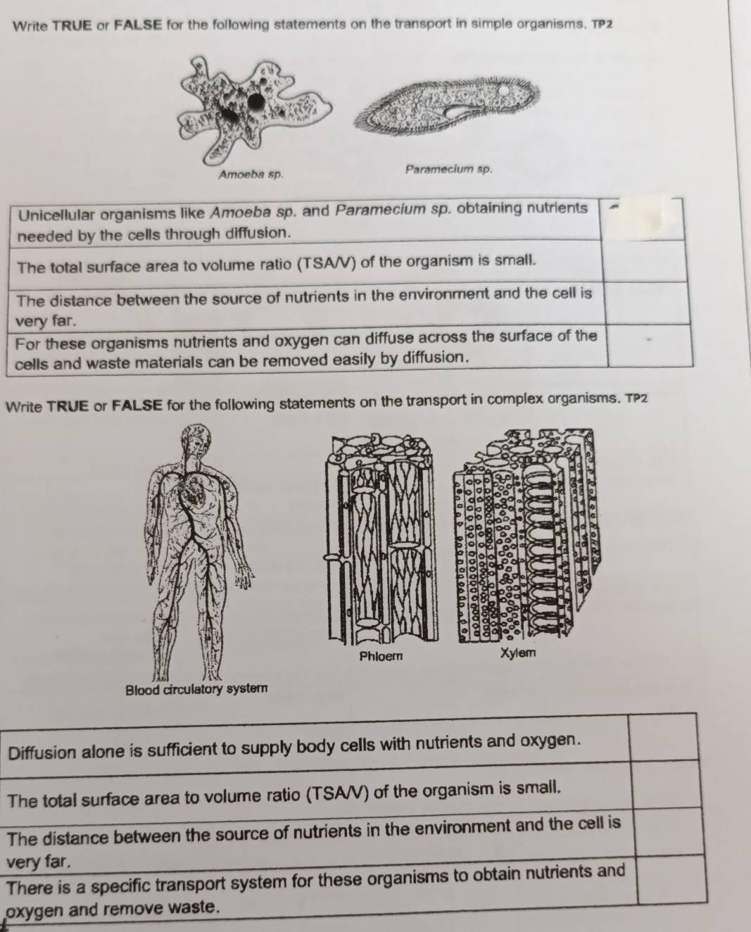 Write TRUE or FALSE for the following statements on the transport in simple organisms. TP2 
Paramecium sp. 
Unicellular organisms like Amoeba sp. and Paramecium sp. obtaining nutrients 
needed by the cells through diffusion. 
The total surface area to volume ratio (TSA/V) of the organism is small. 
The distance between the source of nutrients in the environment and the cell is 
very far. 
For these organisms nutrients and oxygen can diffuse across the surface of the 
cells and waste materials can be removed easily by diffusion. 
Write TRUE or FALSE for the following statements on the transport in complex organisms. TP2 
Phloem Xylem 
Diffusion alone is sufficient to supply body cells with nutrients and oxygen. 
The total surface area to volume ratio (TSA/V) of the organism is small. 
The distance between the source of nutrients in the environment and the cell is 
very far. 
There is a specific transport system for these organisms to obtain nutrients and 
oxygen and remove waste.