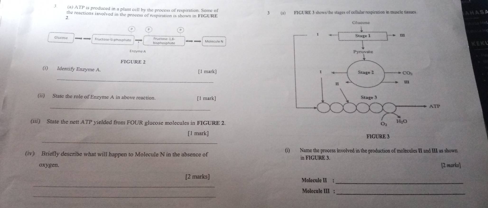 ATP is produced in a plant cell by the process of respiration. Some of 3 (a) FIGURE 3 shows the stages of cellular respiration in muscle tissues.
the reactions involved in the process of respiration is shown in FIGURE
AHASA
2.
Glucose Fructose-6-phosphate Fructose-1.6
bisphosphate Malecule N
KEKI
Enzyme A 
FIGURE 2
(i) Identify Enzyme A. [1 mark]
_
(ii) State the role of Enzyme A in above reaction. [1 mark]
_
(iii) State the nett ATP yielded from FOUR glucose molecules in FIGURE 2.
[1 mark]
_
(i) Name the process involved in the production of molecules II and III as shown
(iv) Briefly describe what will happen to Molecule N in the absence of
in FIGURE 3.
oxygen. [2 marks]
[2 marks]
_
Molecule II :_
_
Molecule III :_