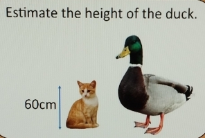 Estimate the height of the duck.
60cm