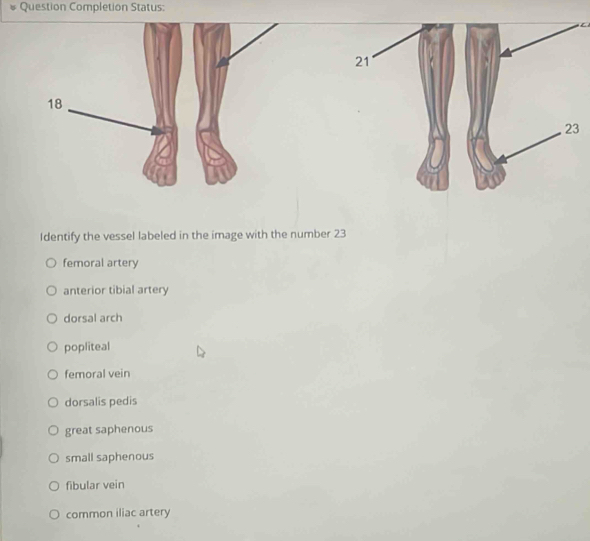 Question Completion Status:
Identify the vessel labeled in the image with the number 23
femoral artery
anterior tibial artery
dorsal arch
popliteal
femoral vein
dorsalis pedis
great saphenous
small saphenous
fibular vein
common iliac artery