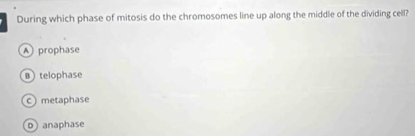 During which phase of mitosis do the chromosomes line up along the middle of the dividing cell?
A prophase
B telophase
c metaphase
D anaphase