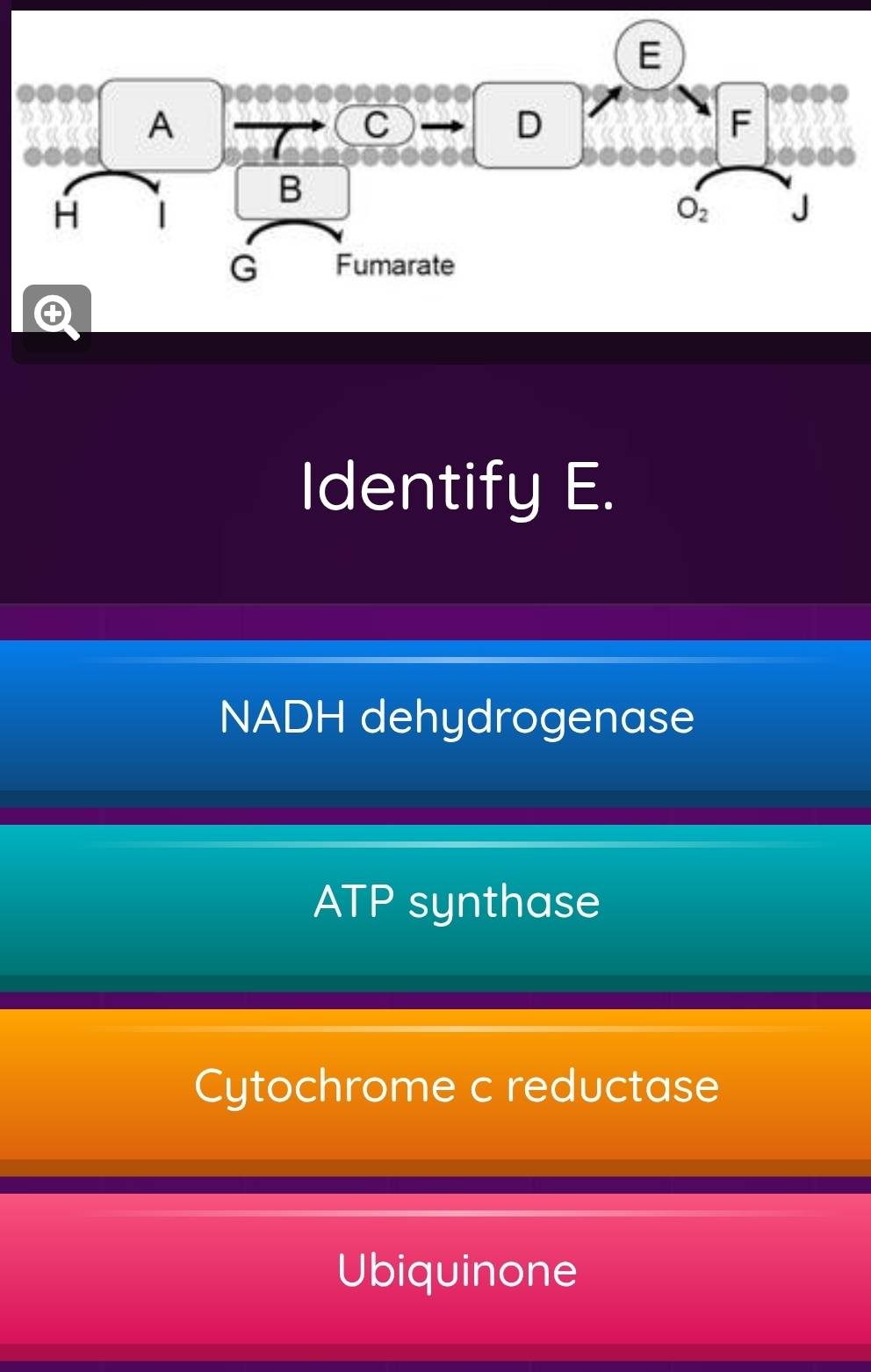 +
Identify E.
NADH dehydrogenase
ATP synthase
Cytochrome c reductase
Ubiquinone