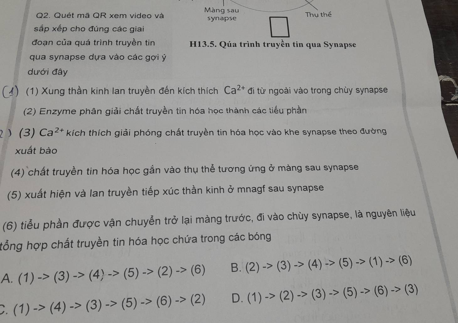 Màng sau
Q2. Quét mã QR xem video và Thụ thể
synapse
sắp xếp cho đúng các giai
đoạn của quá trình truyền tin H13.5. Qúa trình truyền tin qua Synapse
qua synapse dựa vào các gợi ý
dưới đây
(1) Xung thần kinh lan truyền đến kích thích Ca^(2+) đi từ ngoài vào trong chùy synapse
(2) Enzyme phân giải chất truyền tin hóa học thành các tiểu phần
2) (3) Ca^(2+) kích thích giải phóng chất truyền tin hóa học vào khe synapse theo đường
xuất bào
(4) chất truyền tin hóa học gắn vào thụ thể tương ứng ở màng sau synapse
(5) xuất hiện và lan truyền tiếp xúc thần kinh ở mnagf sau synapse
(6) tiểu phần được vận chuyễn trở lại màng trước, đi vào chùy synapse, là nguyên liệu
tổng hợp chất truyền tin hóa học chứa trong các bóng
A. (1)->(3)->(4);->(5)->(2)->(6) B. (2)->(3)->(4)->(5)->(1)->(6)
C. (1)->(4)->(3)->(5)->(6)->(2) D. (1)->(2)->(3)to (5)->(6)->(3)