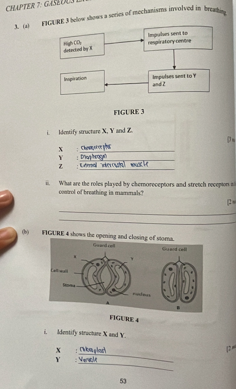 CHAPTER 7: GASEU 
3. (a) F3 below shows a series of mechanisms involved in breathing
FIGURE 3
i. Identify structure X, Y and Z.
[3 m
Xī :_
_
Y : Dĩ
_
Z : Externs
ii. What are the roles played by chemoreceptors and stretch receptors n
control of breathing in mammals?
[2 
_
_
(b) FIGURE 4 shows the opening and clo
FIGURE 4
i. Identify structure X and Y.
_
X Momplart
[2
_
Y    ac 
53