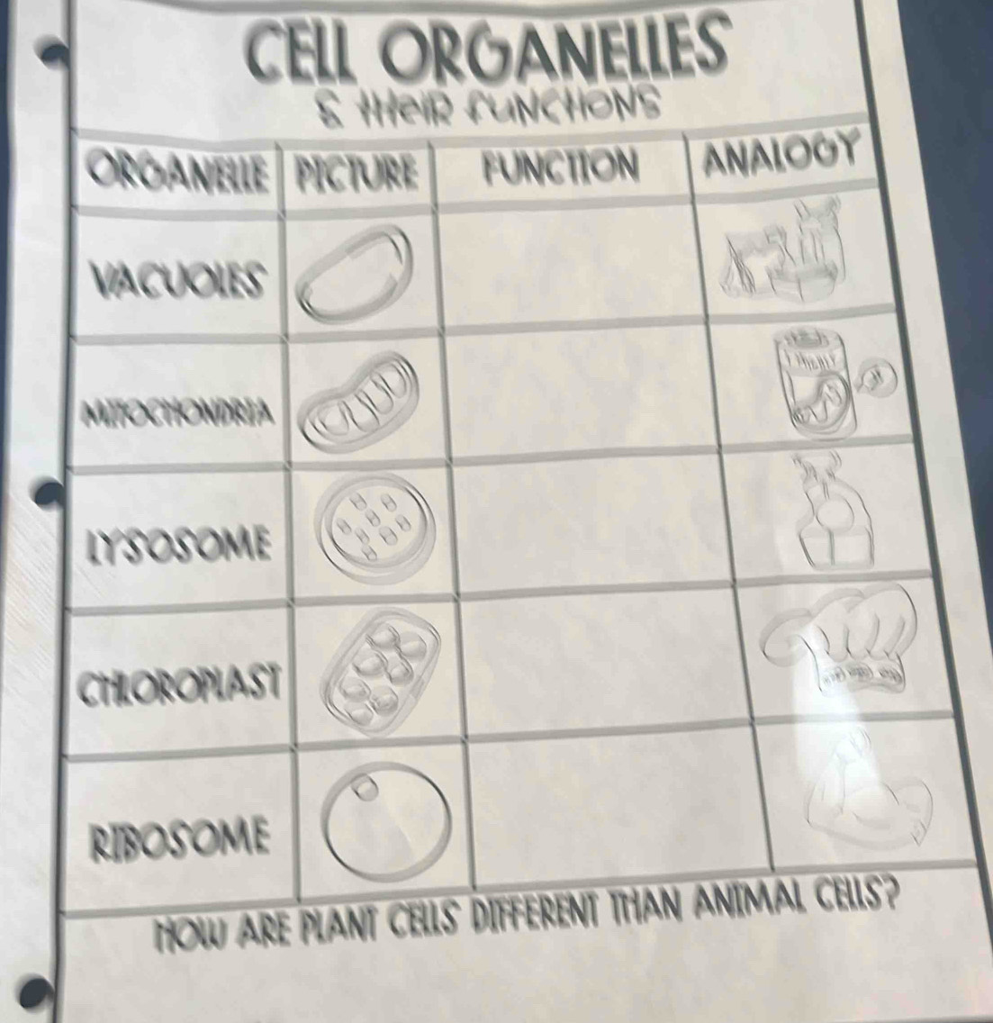 CELL ORGANELLES