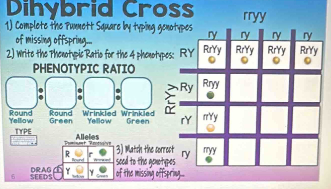 Dihybrid Cross rryy 
1) Complete the Punnett Square by typing genotypes 
of missing offspring... 
ry ry ry ry 
2) Write the Phenotypic Ratio for the 4 phenotypes: RY RrYy RrYy RrYy RrYy 
PHENOTYPIC RATIO 
Ry Rryy 
Round Round Wrinkled Wrinkled 
Yellow Green Yellow Green rY rrYy 
TYPE Alleles 
Dominant Recessive 
. 
R r 3) Match the correct ry rryy 
Round Winased to the genotypes 
DRAG a Y
6 SEEDS Yellow Y Green a s