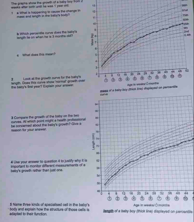 The graphs show the growth of a baby boy from 2
weeks after birth until he was 1 year old. 13
96th
1 a What is happening to cause the change in 12
" 91st
mass and length in the baby's body?
75th
50th
10
25th
b Which percentile curve does the baby's 。 9th 2nd
8
0.4th
length lie on when he is 3 months old? : 7
δ
c What does this mean? 5
4
3
44 48 52
2
2 Look at the growth curve for the baby's 4 8 12 18 20 24 28 32 36 40
length. Doas this curve show 'normal' growth over ② ③ ⑤ 6 a ⑨ 6
the baby's first year? Explain your answer. 
Age in weeks /Ómonths 
mass of a baby boy (thick line) displayed on percentile 
curve
14
90
3 Compare the growth of the baby on the two 
curves. At which point might a health professional 86
be concerned about the baby's growth? Give a 02
reason for your answer.
75
74
70
4 Use your answer to question 4 to justify why it is 62
important to monitor different measurements of a 
baby's growth rather than just one.
58
54
50
40
0 4 B 12 18 20 24 28 32 36 40 44
② ③ a ⑤ 6 ② ⑥ ③ 0 
5 Name three kinds of specialised cell in the baby's Age in weeks /Ómonths 
body and explain how the structure of those cells is length of a baby boy (thick line) displayed on percentile 
adapted to their function.