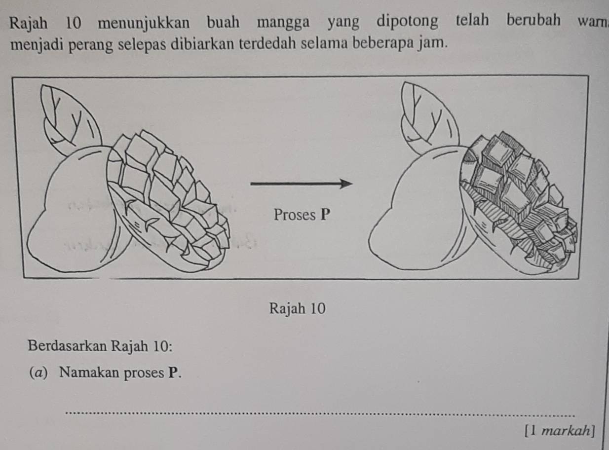 Rajah 10 menunjukkan buah mangga yang dipotong telah berubah warn 
menjadi perang selepas dibiarkan terdedah selama beberapa jam. 
Rajah 10 
Berdasarkan Rajah 10: 
(α) Namakan proses P. 
_ 
[1 markah]