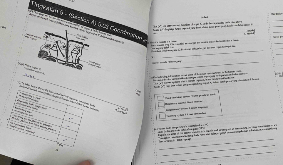 Hair follicle
_
Jadual
_
_
Tingkatan 5 - (Section A) 5.0 Coordinatioon arude i   
8 28The diagram below shows a cross section of organ X in the human bod
Tick (✓) the three correct functions of organ X, in the boxes provided in the table above.
Tanda (√ ) bagi tiga fungsi organ X yang betul, dalam petak-petak yang disediakan dalum jadual de
Rajah di bawah menunjukkan satu kadan manusi
alas. [3 marks]
the 
[3 markah]
Sweat gla
_
State reasons why X is classified as an organ and erector muscle is classified as a tissue.
_
_
Otot regang ialah tisu
_
Nyaiakan sebab mengapa X dikelaskan sebagai organ dan otot regang sebagai tisu
x :
Esector muscle / Otor regang:
_(c)The following information shows some of the organ systems found in the human body.
0
Maklumat berikut menunjukkan beberapa sistem organ yang terdapat daiam badan manusia. () () !
Tick (✓) the two systems which contain organ X, in the boxes provided below.
Tanda (√) bagi dua sistem yang mengandungi organ X, dalam petak-petak yang disediakan di bawah.
Diag
Raj
Transporting oxygen
Blood cieculatory system / Siafem peredaran darah
(i)The table below shows the function of several organs in the human bod [1 markah]
Tadual di bawah menunjukkan fungsi beberapa organ dalam badan manusi
Mengangkut oksigen
Respirstory system / Sistem respérasi
Regulating body temperature
Mengawał suhu badan
[1 mark]
Integumentary systern / Sisteas integumen
Menyingkirkan ureu Eliminating ares
Excretory system / Sistem perkumuñan
Converting excess glucose to glycoger
Menakar głukosa berlebihan kepoda glikogen
As a protective layer
(d)Human body temperature is maintained 137°C
Sebagoi lapisan pelindung
Suhu badan manusia dīkekalkan pada 37°C
Explain the roles of the erector muscle, hair follicle and sweat gland in maintaining the body temperature on a b
Terangkan peranan otot regang, bulu roma dan kelenjar peluh dalam mengekalkan suhu badan pada hari yang
76 Erector muscle / Otor regang:
Table
_