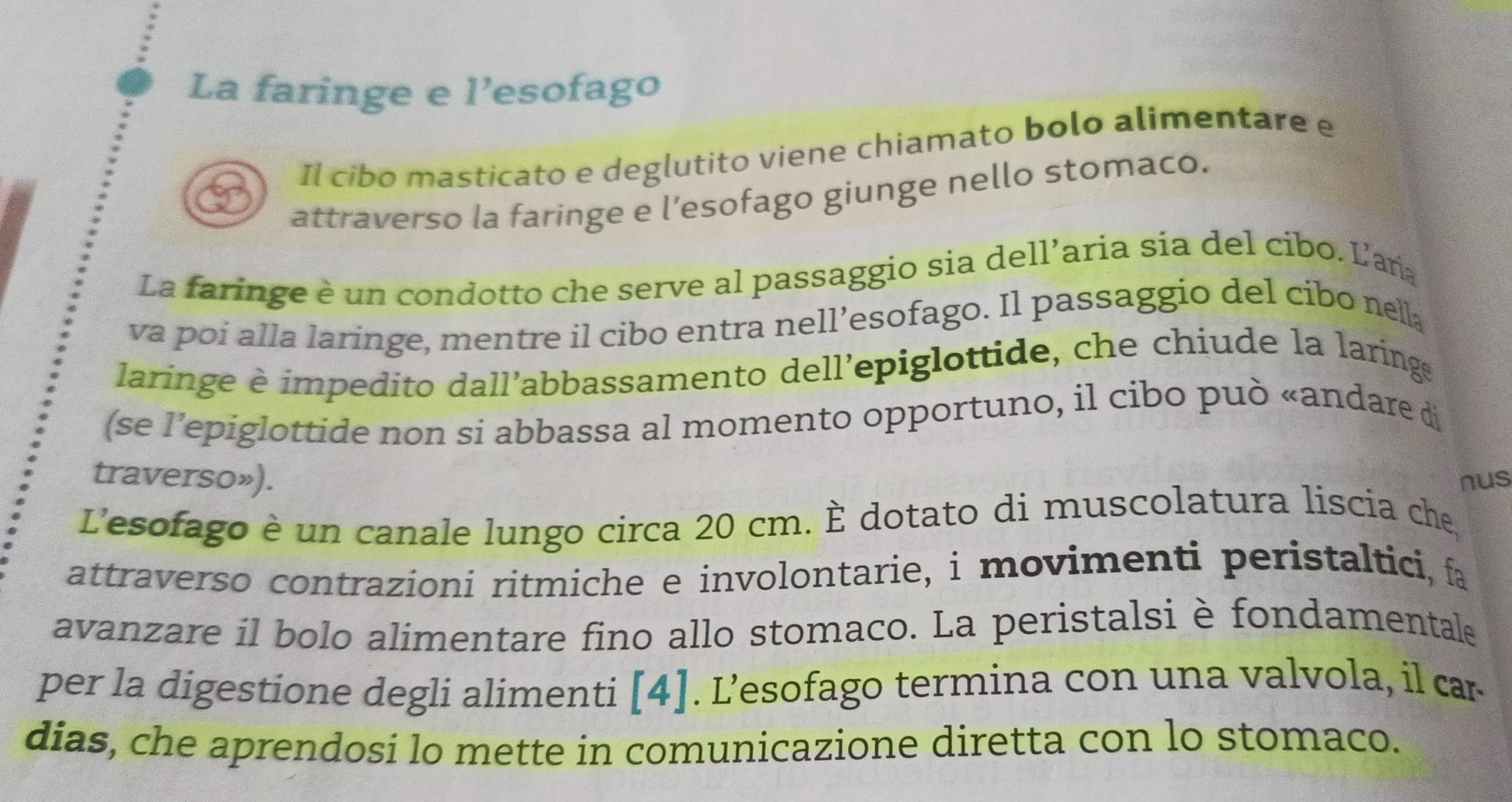 La faringe e 1' esofago 
Il cibo masticato e deglutito viene chiamato bolo alimentare e 
attraverso la faringe e l’esofago giunge nello stomaco. 
La faringe è un condotto che serve al passaggio sia dell’aria sia del cibo. L'an 
va poi alla laringe, mentre il cibo entra nell’esofago. Il passaggio del cibo nella 
laringe è impedito dall’abbassamento dell’epiglottide, che chiude la laringe 
(se l’epiglottide non si abbassa al momento opportuno, il cibo può «andare di 
traverso»). nus 
L'esofago è un canale lungo circa 20 cm. È dotato di muscolatura liscia che 
attraverso contrazioni ritmiche e involontarie, i movimenti peristaltici, fa 
avanzare il bolo alimentare fino allo stomaco. La peristalsi è fondamentale 
per la digestione degli alimenti [4]. L’esofago termina con una valvola, il car 
dias, che aprendosi lo mette in comunicazione diretta con lo stomaco.