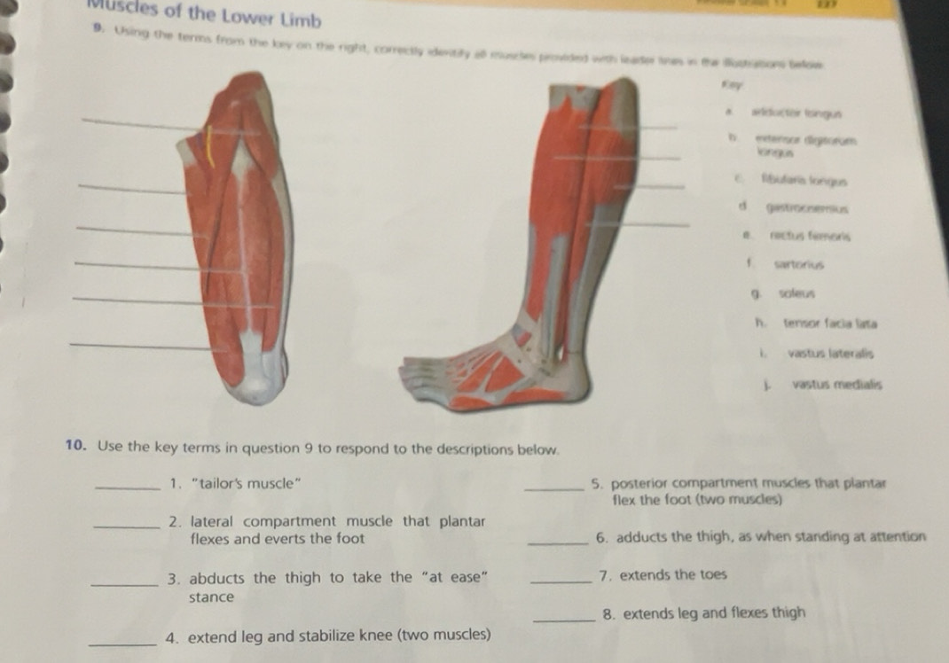 Solved: Muscles of the Lower Limb 9. Using the terms from the key on ...