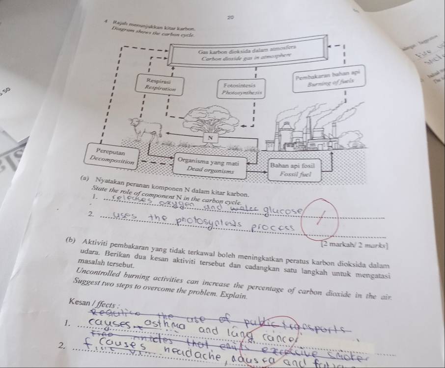 20 
4 Kajal menunjukkan kitar karbon. 
Diagra 
F 
sach 
The 
m kitar karbon. 
1._ 
role of component N in the carbon cycle 
2._ 
[2 markah/ 2 marks] 
(b) Aktiviti pembakaran yang tidak terkawal bo!eh meningkatkan peratus karbon dioksida dalam 
masalah tersebut. 
udara. Berikan dua kesan aktiviti tersebut dan cadangkan satu langkah untuk mengatasi 
Uncontrolled burning activities can increase the percentage of carbon dioxide in the air. 
Suggest two steps to overcome the problem. Explain. 
Kesan / ffects : 
1._ 
_ 
h ma 
2._ 
_