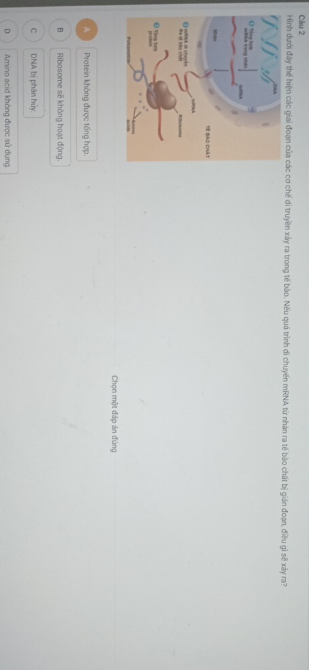Hình dưới đây thể hiện các giai đoạn của các cơ chế di truyền xảy ra trong tế bào. Nếu quá trình di chuyến mRNA từ nhân ra tế bào chất bị gián đoạn, điều gì sẽ xảy ra?
Chọn một đáp án đúng
A Protein không được tống hợp.
B Ribosome sẽ không hoạt động.
C DNA bị phân hủy.
D Amino acid không được sử dụng.