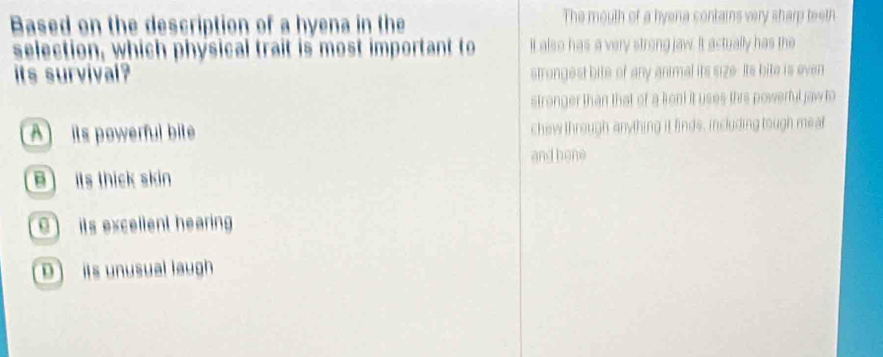 Based on the description of a hyena in the The mouth of a hyena contains very sharp teeth
selection, which physical trait is most important to It also has a very strong jaw. It actually has the
its survival? strongest bite of any animal its size. Its bite is even
stronger than that of a kon! it uses this powerful jaw to
A its powerful bile chew through anything it finds, including tough mear
and hone
B) its thick skin
C its excellent hearing
D) its unusual laugh