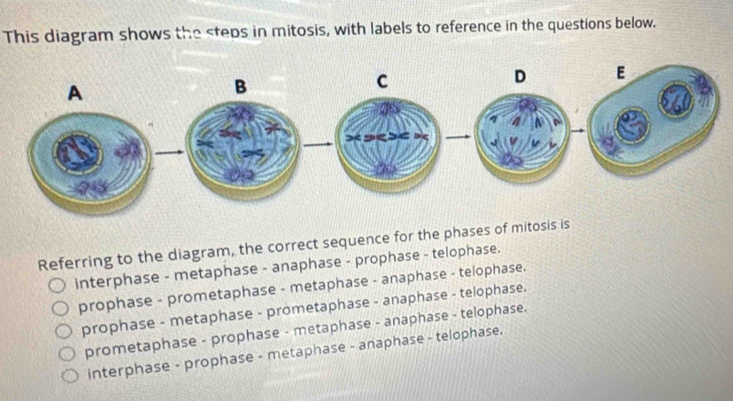 Solved: This diagram shows the steps in mitosis, with labels to ...
