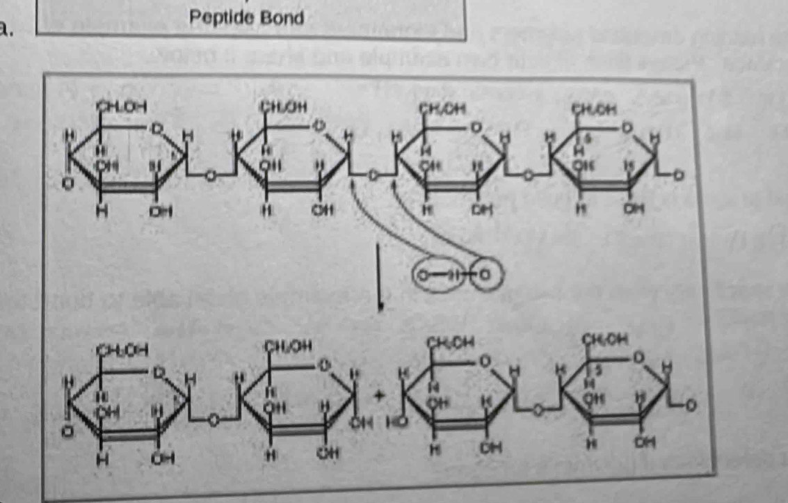 Peptide Bond