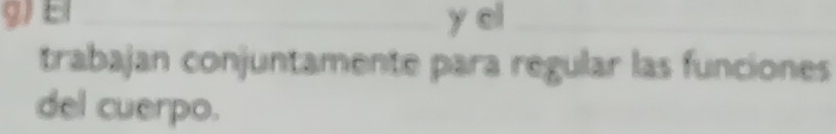 el_ 
trabajan conjuntamente para regular las funciones 
del cuerpo.