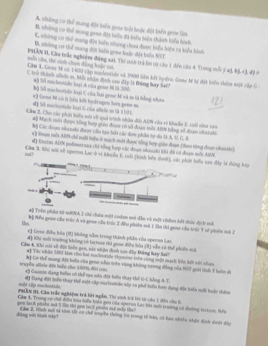 A những cơ thể mang đột biến gene trội hoặc đột biển gene lăn.
B. những cơ thể mang gene đột biển đã biểu hiện thành kiểu hình.
C. những cơ thể mang đột biến nhưng chưa được biểu hiện ra kiểu hình
D. những cơ thể mang đột biển gene hoặc đột hiển NST.
PHAN II, Câu trắc nghiệm đúng sai. Thí sinh trả lời từ câu 1 đến câu 4. Trong mỗi ý a), b), c), đ) ở
mỗi câu, thí sinh chọn đủng hoặc sai
Câu 1. Gene M có 1400 cập nucleotide và 3900 liên kết hydro. Gene M bị đột biển thêm một cập G
C trở thành allele m. Mỗi nhận định sau đây là Đúng hay Sai?
a) Số nucleotide loại A của gene M là 300.
b) Số nucleotide loại C của hai gene M và m là bằng nhau.
c) Gene M có it liên kết hydrogen hơn gene m.
d) Số nucleotide loại G của allele m là 1101.
Câu 2. Cho các phát biểu nói về quả trình nhân đội ADN của vi khuẩn E. coli như sau
a) Mạch mới được tổng hợp giản đoạn có số đoạn mồi ARN bằng số đoạn okazaki.
b) Các đoạn okazaki được cấu tạo bởi các đơu phân tự do là A, U, G, X.
c) Đoạn mồi ARN chỉ xuất hiện ở mạch mới được tổng hợp gián đoạn (theo từng đoạn okazaki).
d) Enzim ADN polimeraza chỉ tổng hợp các đoạn okazaki khi đã có đoạn mồi ARN.
sai?
Câu 3. Khi nói về operon Lac ở vi khuẩn E. coli (hình bên dướt biểu sau đây là đúng hay
2) Trên phân tử mRNA 2 chỉ chứa một codon mở đầu và một côđon kết thúc dịch mã.
lần.
b) Nếu gene cấu trúc A và gene cấu trúc Z đều phiên mã 1 lần thì gene cấu trúc Y sẽ phiên mã 2
c) Gene điều hòa (R) không nằm trong thành phần của operon Lac.
d) Khi môi trường không có lactose thì gene điều hòa (R) vẫn có thể phiên mã
Câu 4. Khi nói về đột biển gen, xác nhận định sau đây Đủng hay Sai?
a) Tác nhân SBU làm cho hai nucleotide thymine trên cùng một mạch liên kết với nhau.
b) Cơ thể mang đột biến của gene nằm trên vùng không tương đồng của NST giới tỉnh Y luôn di
truyền allele đột biển cho 100% đời con.
c) Guanin dạng hiểm có thể tạo nên đột biến thay thế G-C bằng A-T.
d) Dạng đột biển thay thể một cặp nucleotide xảy ra phố biển hơn dạng đột biển mất hoặc thêm
một cập nucleotide.
PHÂN III. Cầu trắc nghiệm trả lời ngắn. Thí sinh trả lời từ cầu 1 đến câu 6,
Câu 1. Trong cơ chế điều hòa biểu hiện gen của operon Lac khi môi trường có đường lactose. Nều
gen lạcA phiên mã 5 lần thì gen lacZ phiên mã mấy lần?
đúng với hình này?
Câu 2. Hình mô tả tóm tắt cơ chế truyền thông tin trong tế bào, có bao nhiều nhận định dưới đây