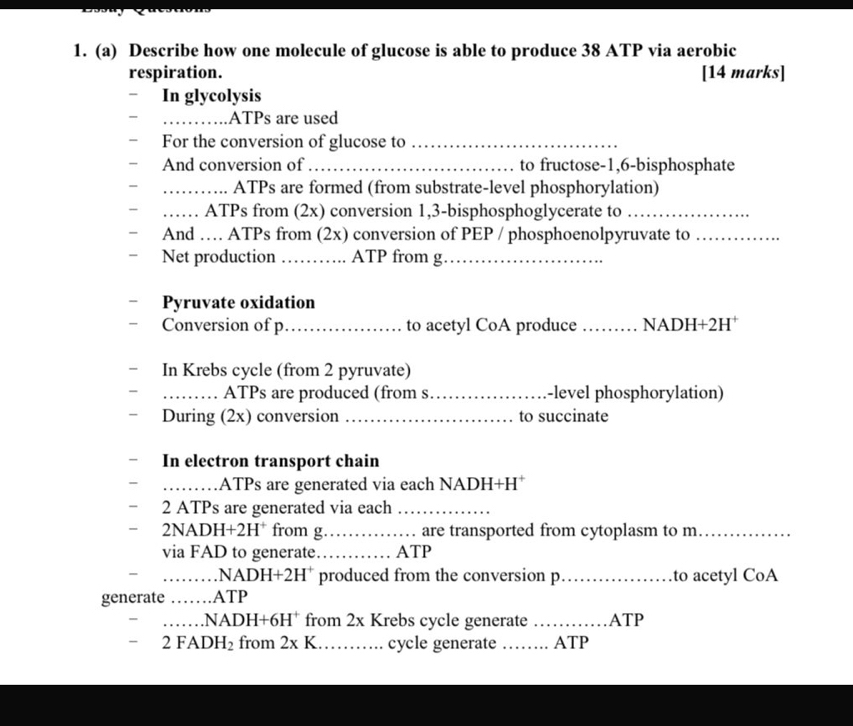 Describe how one molecule of glucose is able to produce 38 ATP via aerobic 
respiration. [14 marks] 
In glycolysis 
_ATPs are used 
For the conversion of glucose to_ 
And conversion of _to fructose -1,6-bisphosphate 
_ATPs are formed (from substrate-level phosphorylation) 
_ATPs from (2x) conversion 1,3 -bisphosphoglycerate to_ 
And … ATPs from (2x) conversion of PEP / phosphoenolpyruvate to_ 
Net production _ATP from g_ 
Pyruvate oxidation 
Conversion of p_ to acetyl CoA produce _ NADH+2H⁺
In Krebs cycle (from 2 pyruvate) 
_ATPs are produced (from s._ -level phosphorylation) 
During (2x) conversion _to succinate 
In electron transport chain 
_ATPs are generated via each NADH+H
2 ATPs are generated via each_
NADH+2H^+ from g._ are transported from cytoplasm to m_ 
via FAD to generate._ ATP 
_N ADH+2H^+ produced from the conversion p_ to acetyl CoA 
generate _ATP 
_NAD, -I+6H^+ from 2x Krebs cycle generate _ATP
2FADH_2 from 2xK _cycle generate _ATP