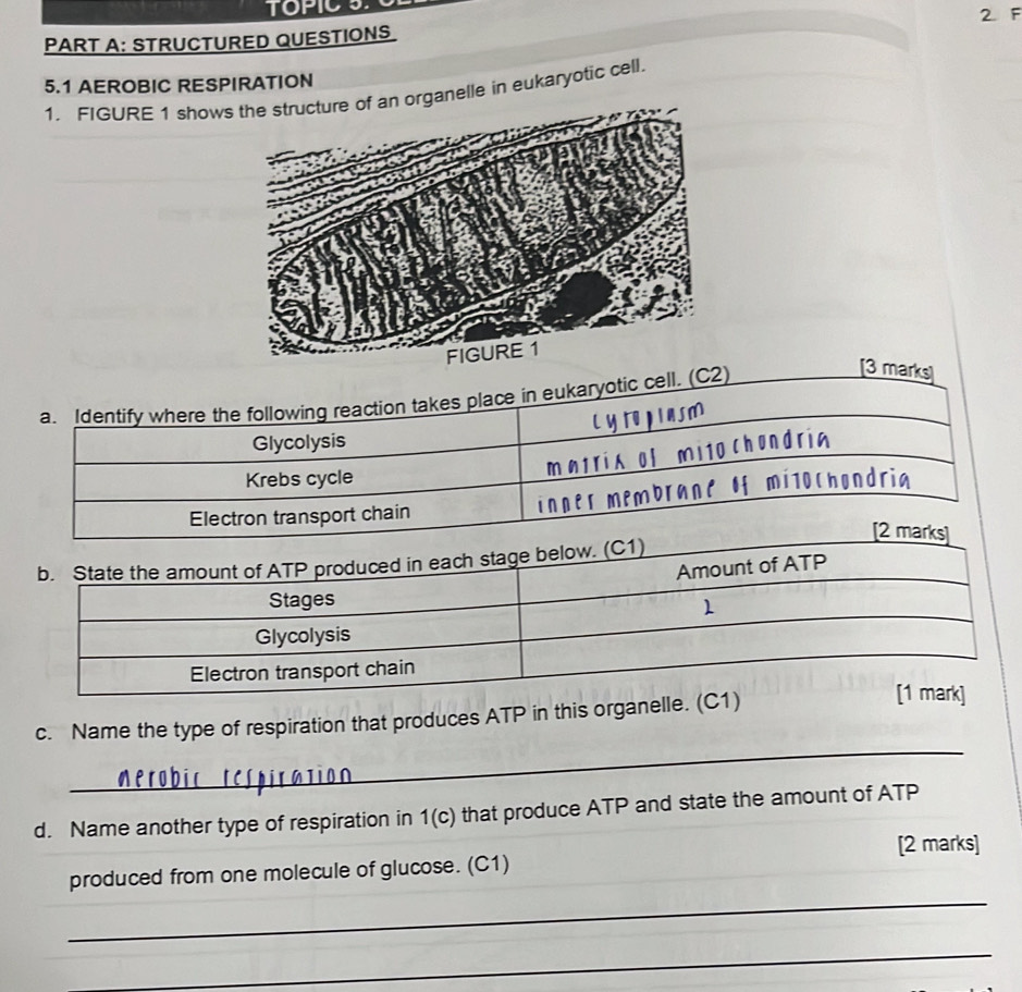 TOPIC S 
2 F 
PART A: STRUCTURED QUESTIONS 
5.1 AEROBIC RESPIRATION 
1. FIGURE 1 showrganelle in eukaryotic cell. 
a. Identify where the following reaction takes place in eukaryotic cell. (C2) 
[3 marks] 
LY TO pIAsm 
Glycolysis 
mntri of mi1o chondria 
Krebs cycle 
Electron transport chain inner membranC of mi]o(hondrig 
_ 
c. Name the type of respiration that produces ATP in this organelle. ( 
d. Name another type of respiration in 1(c) that produce ATP and state the amount of ATP
[2 marks] 
_ 
produced from one molecule of glucose. (C1) 
_