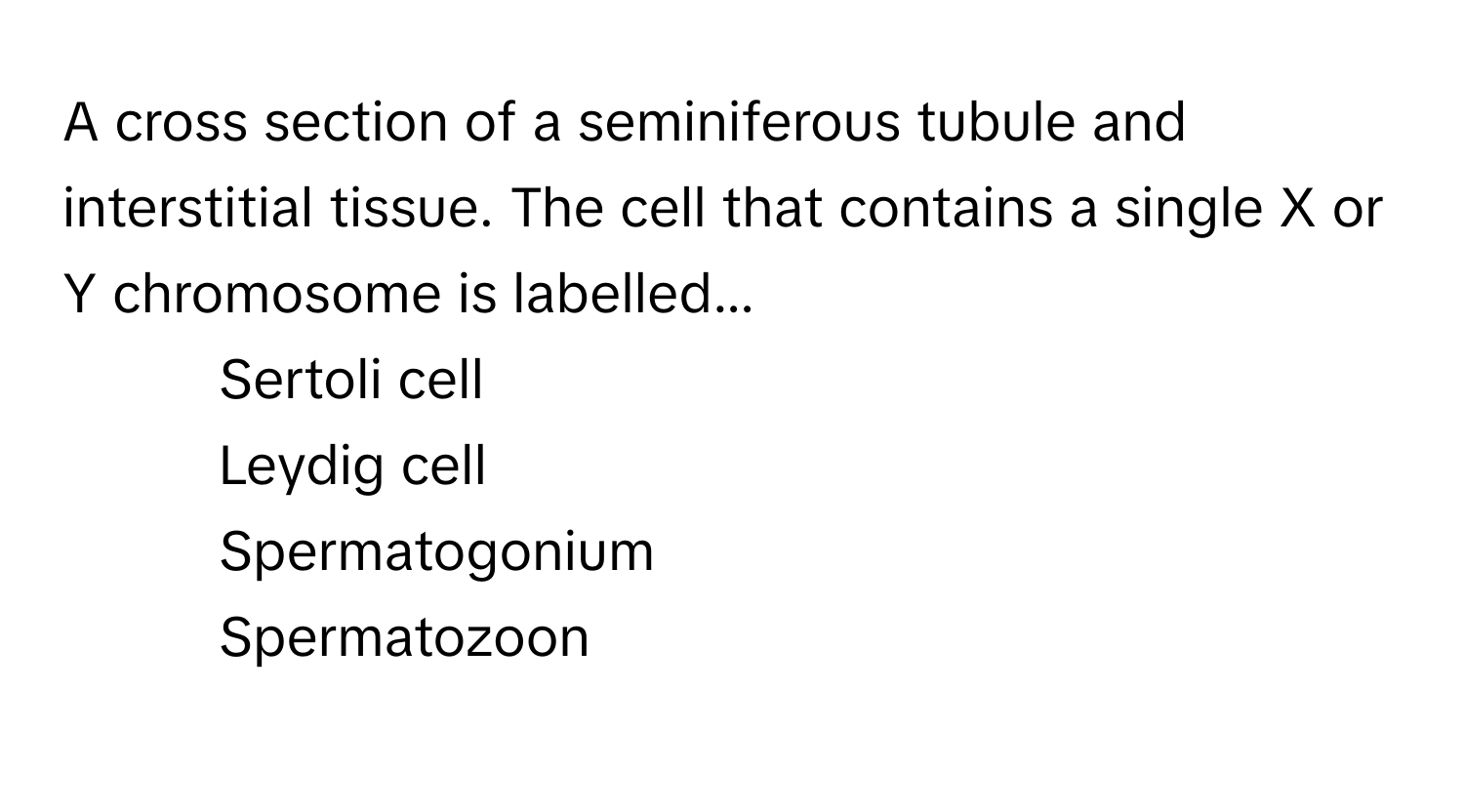 A cross section of a seminiferous tubule and interstitial tissue. The cell that contains a single X or Y chromosome is labelled...

1) Sertoli cell 
2) Leydig cell 
3) Spermatogonium 
4) Spermatozoon