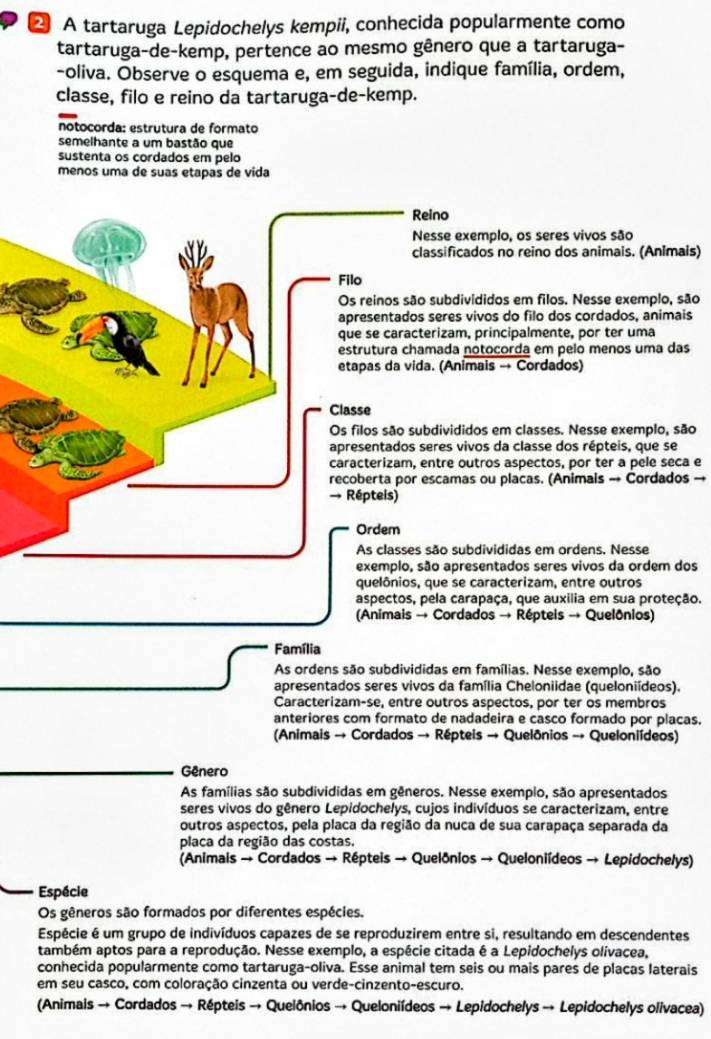 A tartaruga Lepidochelys kempii, conhecida popularmente como
tartaruga-de-kemp, pertence ao mesmo gênero que a tartaruga-
-oliva. Observe o esquema e, em seguida, indique família, ordem,
classe, filo e reino da tartaruga-de-kemp.
notocorda: estrutura de formato
semelhante a um bastão que
sustenta os cordados em pelo
menos uma de suas etapas de vida
Reino
Nesse exemplo, os seres vivos são
classificados no reino dos animais. (Animais)
Filo
Os reinos são subdivídidos em filos. Nesse exemplo, são
apresentados seres vivos do filo dos cordados, animais
que se caracterizam, principalmente, por ter uma
estrutura chamada notocorda em pelo menos uma das
etapas da vida. (Animais → Cordados)
Classe
Os filos são subdivididos em classes. Nesse exemplo, são
apresentados seres vivos da classe dos répteis, que se
caracterizam, entre outros aspectos, por ter a pele seca e
recoberta por escamas ou placas. (Animais → Cordados →
→ Répteis)
Ordem
As classes são subdivididas em ordens. Nesse
exemplo, são apresentados seres vivos da ordem dos
quelônios, que se caracterizam, entre outros
aspectos, pela carapaça, que auxilia em sua proteção.
(Animais → Cordados → Répteis → Quelônios)
Família
As ordens são subdivididas em famílias. Nesse exemplo, são
apresentados seres vivos da família Cheloniidae (queloniídeos).
Caracterizam-se, entre outros aspectos, por ter os membros
anteriores com formato de nadadeira e casco formado por placas.
(Animais → Cordados → Répteis → Quelônios → Queloniídeos)
Gênero
As famílias são subdivididas em gêneros. Nesse exemplo, são apresentados
seres vivos do gênero Lepidochelys, cujos indivíduos se caracterizam, entre
outros aspectos, pela placa da região da nuca de sua carapaça separada da
placa da região das costas.
(Animais → Cordados → Répteis → Quelônios → Queloniídeos → Lepidochelys)
Espécie
Os gêneros são formados por diferentes espécies.
Espécie é um grupo de indivíduos capazes de se reproduzirem entre si, resultando em descendentes
também aptos para a reprodução. Nesse exemplo, a espécie citada é a Lepidochelys olivacea,
conhecida popularmente como tartaruga-oliva. Esse animal tem seis ou mais pares de placas laterais
em seu casco, com coloração cinzenta ou verde-cinzento-escuro.
(Animais → Cordados → Répteis → Quelônios → Queloniídeos → Lepidochelys → Lepidochelys olivacea)