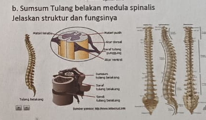 Sumsum Tulang belakan medula spinalis 
Jelaskan struktur dan fungsinya