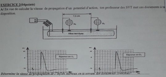 EXERCICE 2(04points) 
A/ En vue de calculer la vitesse de propagation d'un potentiel d'action, ton professeur des SVT met ces documents à ta 
disposition. 
Répome e O_3
。 
Réponse en O_2.
-90 · 70
Détermine la vitesse de propagation dé l'infliux nérveux en te servant des documents ci-dessus