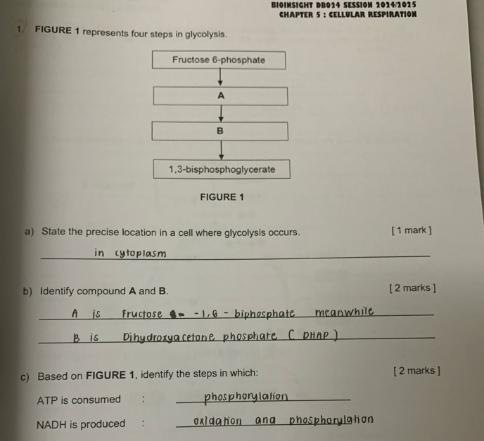 BIOINSIGHT DBO24 SESSION 2024/2025 
CHAPTER 5 : CELLULAR RESPIRATION 
1. FIGURE 1 represents four steps in glycolysis. 
Fructose 6-phosphate 
A 
B 
1,3-bisphosphoglycerate 
FIGURE 1 
a) State the precise location in a cell where glycolysis occurs. [ 1 mark ] 
_in cytoplasm 
b) Identify compound A and B. [ 2 marks ] 
_ 

_。 a n 
c) Based on FIGURE 1, identify the steps in which: [ 2 marks ] 
ATP is consumed €: _to n 
NADH is produced :_ 
ana phosphorylation