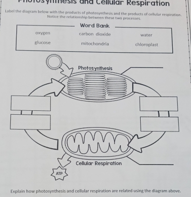 motosynmesis and Céllular Respiration
Label the diagram below with the products of photosynthesis and the products of cellular respiration.
Notice the relationship between these two processes.
Word Bank
oxygen carbon dioxide water
glucose mitochondria chloroplast
Explain how photosynthesis and cellular respiration are related using the diagram above