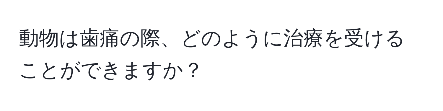 動物は歯痛の際、どのように治療を受けることができますか？