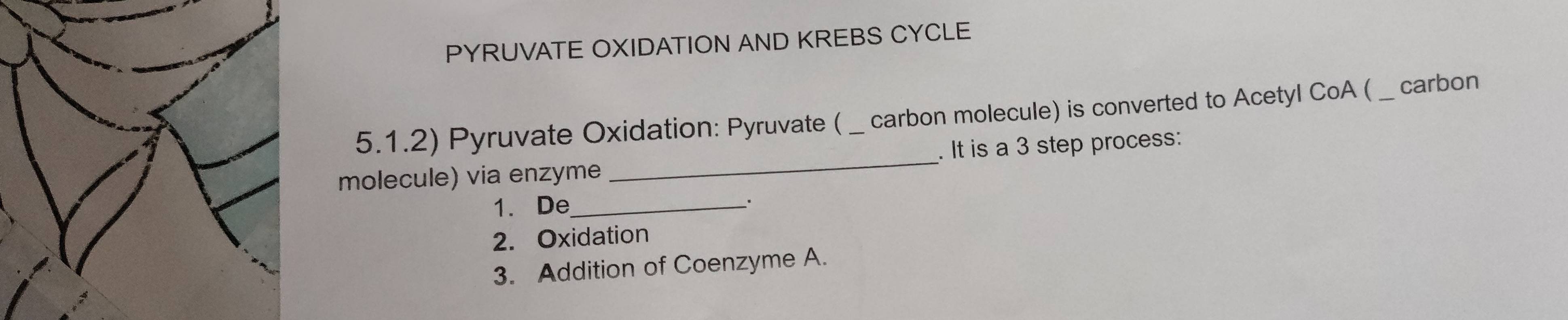 PYRUVATE OXIDATION AND KREBS CYCLE 
5.1.2) Pyruvate Oxidation: Pyruvate ( carbon molecule) is converted to Acetyl CoA ( _carbon 
molecule) via enzyme _. It is a 3 step process: 
1. De_ 
: 
2. Oxidation 
3. Addition of Coenzyme A.