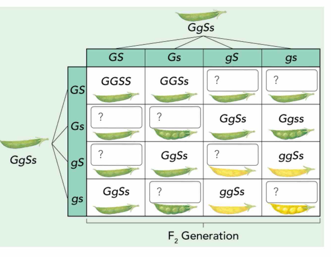 Gg
F_2 Generation