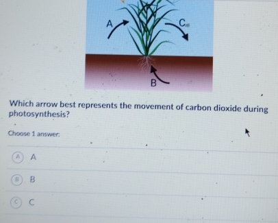 Which arrow best represents the movement of carbon dioxide during
photosynthesis?
Choose 1 answer:
A A
B B
C C