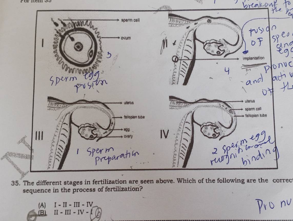 1
35. The different stages in fertilization are seen above. Which of the following are the correc
sequence in the process of fertilization?
(A) I-II-III-IV
(B) II=III-IV-f