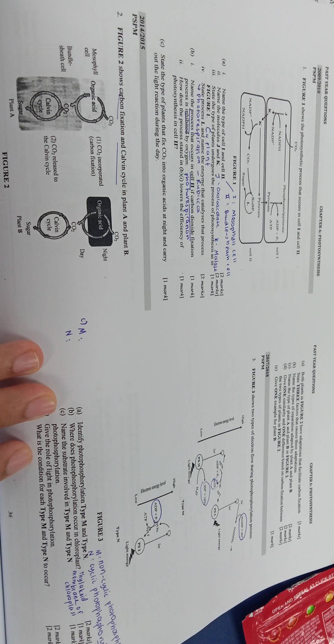 PAST YEAR QUESTIONS CHAPTER 6: PHOTOSYNTHESIS PAST YEAR QUESTIONS 
01d 
g 
CHAPTER 6: PHOTOSYNTHESIS 
1. FIGURE I shows the photosynthetic process that occurs in cell I and cell II 
NADPH 
[1 mark 
ATP 2017/2018 
3. FIGURE 3 shows two types of electron flow during photophosphorylation process 
NADPH 
I：Mesophy' cell 
h farh c e (l 
(a) i. Name the type of cell I and cell II. 
iii. State the type of plants undergoes the process of photosynthesis as in [1 mark] 
FIGURE 1 Cyplant 
iv. State process L and name the enzyme that catalyses that process. [2 marks] 
Sphchvespiration - Rubisco 
(b) i. Name the process that occurs in cell II if carbon dioxide fixation [1 mark] 
process is inhibited by oxygen. tho haves pira non 
ii. How does the process stated in (b)(i) lowers the efficiency of · [1 mark] 
photosynthesis in cell II? 
High 
(c) State the type of plants that fix CO₂ into organic acids at night and carry [1 mark] 
out the light reaction during the day. 
2e 
2014/2015 
S 
PSPM 
2. ws carbon fixation and Calvin cycle in plant A and plant B. 
Light energy 
Type N 
FIGURE 3 
cs 
(a) Identify photophosphorylation Type M and Type N
N : (b) Where does photophosphorylation occur in chloroplast? 
(c) Name the substrate involved in Type M and Type N
photophosphorylation. [2 mark 
Give the role of light in photophosphorylation. 
What is the condition for each Type M and Type N to occur? [2 marl 
36 
FIGURE 2
