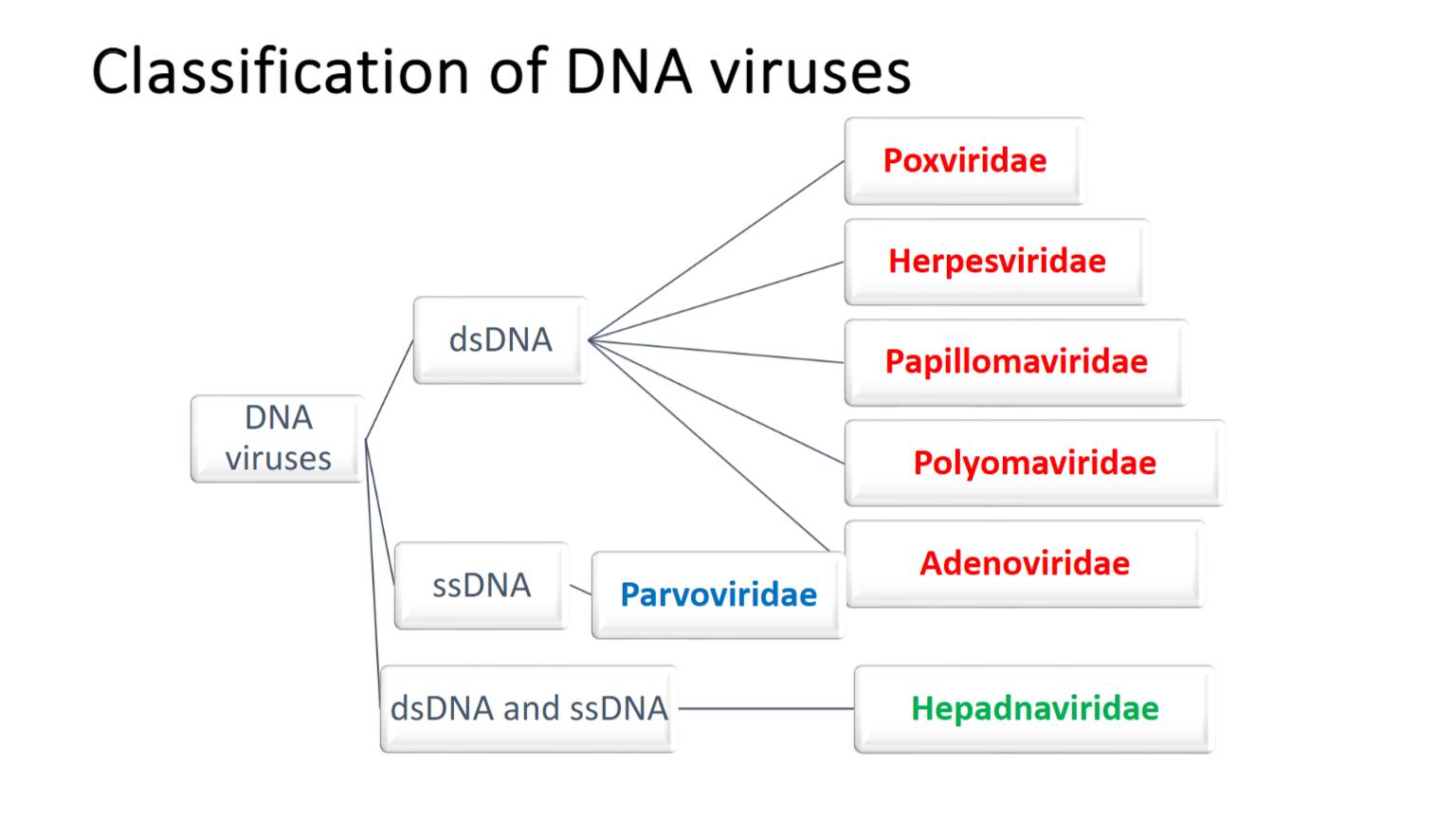 Solved: Classification of DNA viruses Poxviridae Herpesviridae dsDNA ...