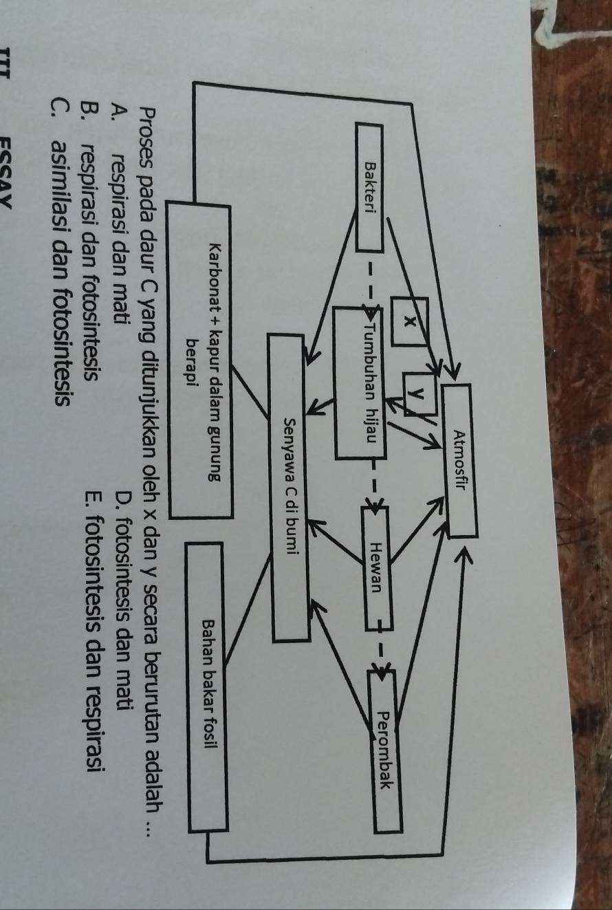 Proses pada daur C yang ditunjukkan oleh x dan y secara berurutan adalah ...
A. respirasi dan mati D. fotosintesis dan mati
B. respirasi dan fotosintesis E. fotosintesis dan respirasi
C. asimilasi dan fotosintesis