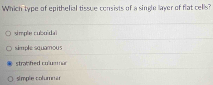 Which type of epithelial tissue consists of a single layer of flat cells?
simple cuboidal
simple squamous
stratified columnar
simple columnar