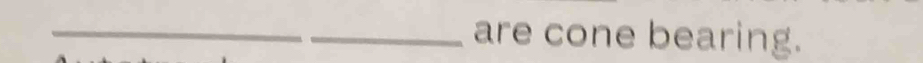 are cone bearing.