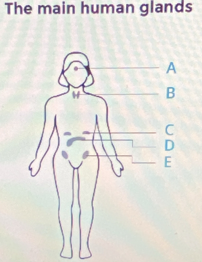 The main human glands