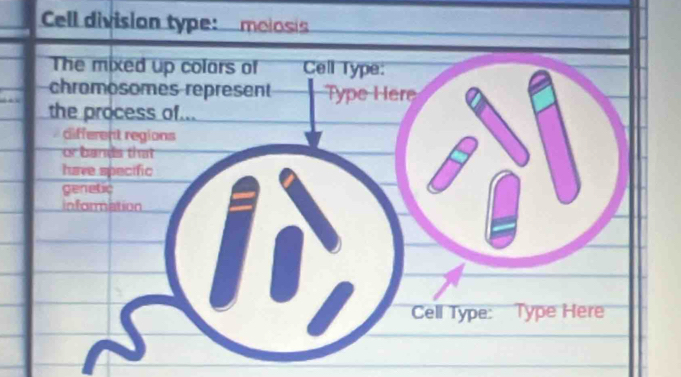 Cell division type: melosis 
The mixed up colars of Cell Type: 
chromosomes represent Type Here 
the process of... 
different regions 
or bands that 
have specific 
genetic 
information 
Cell Type: Type Here