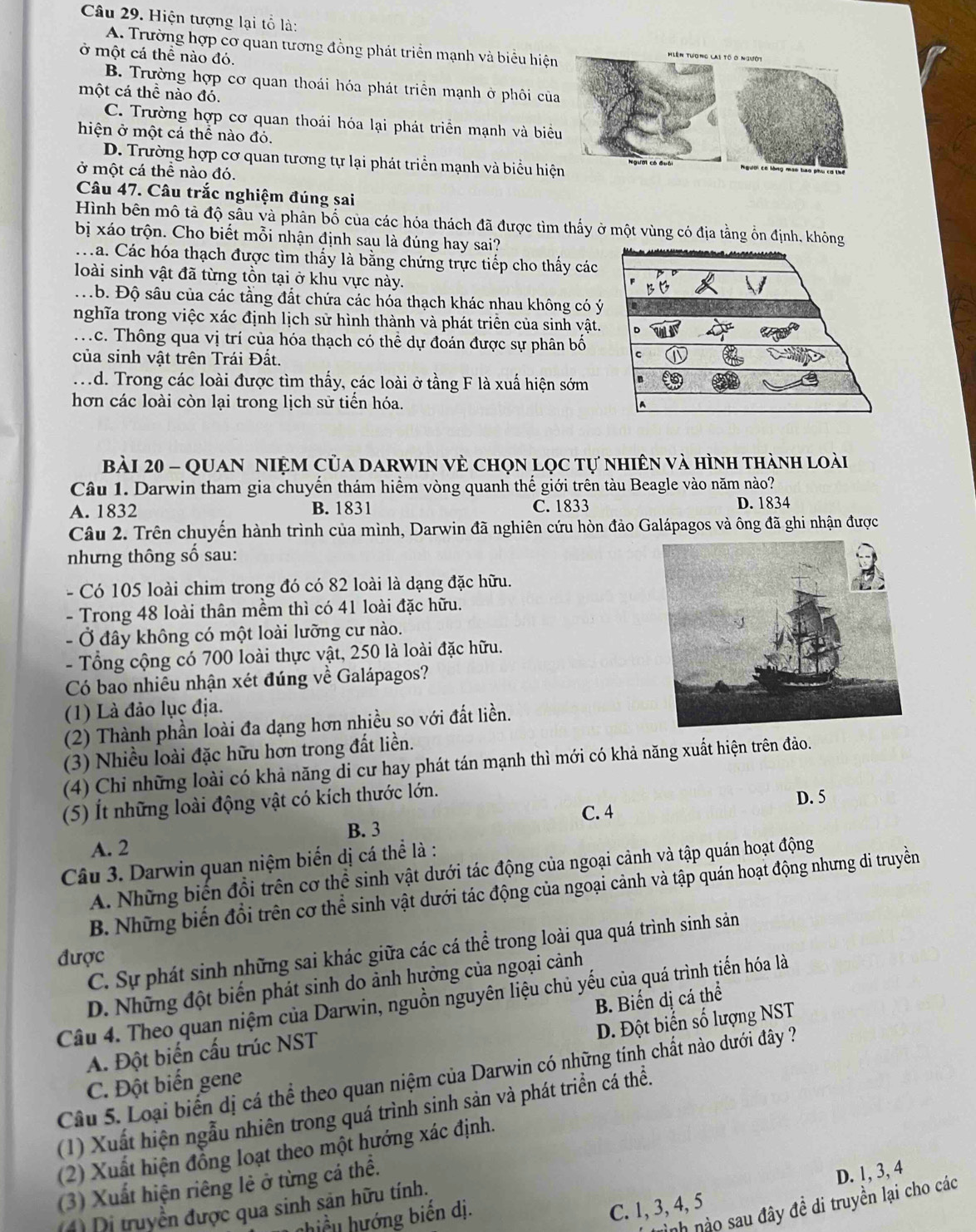 Hiện tượng lại tổ là:
A. Trường hợp cơ quan tương đồng phát triển mạnh và biểu hiện
ở một cá thể nào đó.
B. Trường hợp cơ quan thoái hóa phát triển mạnh ở phôi của
một cá thể nào đó.
C. Trường hợp cơ quan thoái hóa lại phát triển mạnh và biểu
hiện ở một cả thể nào đỏ.
D. Trường hợp cơ quan tương tự lại phát triển mạnh và biểu hiện
ở một cá thể nào đó.
Câu 47. Câu trắc nghiệm đúng sai
Hình bên mô tả độ sầu và phân bố của các hóa thách đã được tìm thấy ở một vùng có địa tầng ổn định, không
bị xáo trộn. Cho biết mỗi nhận định sau là đúng hay sai?
M a. Các hóa thạch được tìm thấy là bằng chứng trực tiếp cho thấy các
loài sinh vật đã từng tồn tại ở khu vực này.
. b. Độ sâu của các tằng đất chứa các hóa thạch khác nhau không có ý
nghĩa trong việc xác định lịch sử hình thành và phát triển của sinh vật.
Tc. Thông qua vị trí của hóa thạch có thể dự đoán được sự phân bố
của sinh vật trên Trái Đất..d. Trong các loài được tìm thấy, các loài ở tầng F là xuấ hiện sớm
hơn các loài còn lại trong lịch sử tiển hóa. 
Bài 20 - QuAN NIệM Của darwIN vẻ chọn lọc tự nhiên và hình thành loài
Câu 1. Darwin tham gia chuyến thám hiểm vòng quanh thế giới trên tàu Beagle vào năm nào?
A. 1832 B. 1831 C. 1833 D. 1834
Câu 2. Trên chuyến hành trình của mình, Darwin đã nghiên cứu hòn đảo Galápagos và ông đã ghi nhận được
nhưng thông số sau:
- Có 105 loài chim trong đó có 82 loài là dạng đặc hữu.
- Trong 48 loài thân mềm thì có 41 loài đặc hữu.
- Ở đây không có một loài lưỡng cư nào.
- Tổng cộng có 700 loài thực vật, 250 là loài đặc hữu.
Có bao nhiêu nhận xét đúng về Galápagos?
(1) Là đảo lục địa.
(2) Thành phần loài đa dạng hơn nhiều so với đất liền.
(3) Nhiều loài đặc hữu hơn trong đất liền.
(4) Chỉ những loài có khả năng di cư hay phát tán mạnh thì mới có khả năng xuất hiện trên đảo.
(5) Ít những loài động vật có kích thước lớn.
D. 5
C. 4
B. 3
A. 2
Câu 3. Darwin quan niệm biến dị cá thể là :
A. Những biến đổi trên cơ thể sinh vật dưới tác động của ngoại cảnh và tập quán hoạt động
B. Những biến đổi trên cơ thể sinh vật dưới tác động của ngoại cảnh và tập quán hoạt động nhưng di truyền
C. Sự phát sinh những sai khác giữa các cá thể trong loài qua quá trình sinh sản
được
D. Những đột biến phát sinh do ảnh hưởng của ngoại cảnh
Câu 4. Theo quan niệm của Darwin, nguồn nguyên liệu chủ yếu của quá trình tiến hóa là
A. Đột biến cấu trúc NST B. Biến dị cá thể
C. Đột biến gene D. Đột biển số lượng NST
Câu 5. Loại biển dị cá thể theo quan niệm của Darwin có những tính chất nào dưới đây ?
(1) Xuất hiện ngẫu nhiên trong quá trình sinh sản và phát triển cá thể.
(2) Xuất hiện đồng loạt theo một hướng xác định.
(3) Xuất hiện riêng lẻ ở từng cá thể.
nình nào sau đây đề di truyền lại cho các
(4) Dị truyền được qua sinh sản hữu tính.
chiều hướng biến dị.
C. 1, 3, 4, 5 D. 1, 3, 4