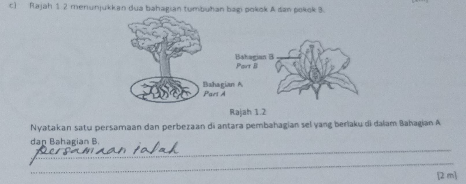 Rajah 1.2 menunjukkan dua bahagian tumbuhan bagi pokok A dan pokok B. 
Rajah 1.2 
Nyatakan satu persamaan dan perbezaan di antara pembahagian sel yang berlaku di dalam Bahagian A
_ 
dan Bahagian B. 
_ 
[2 m]