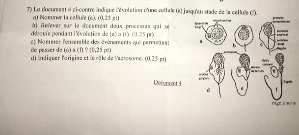 Le document 4 ci-contre indique l'évolution d'une cellule (a) jusqu'au stade de la cellule (f). 
a) Nommer la cellule (a). (0,25 pt) 
b) Relever sur le document deux processus qui se 
déroule pendant l'évolution de (a) a (f). (0,25 pt) 
c) Nommer l'ensemble des évènements qui permettent 
de passer de (a) a (f) ? (0,25 pt) 
d) Indiquer l'origine et le rôle de l'acrosome. (0,25 pt) 
Document 4 
6