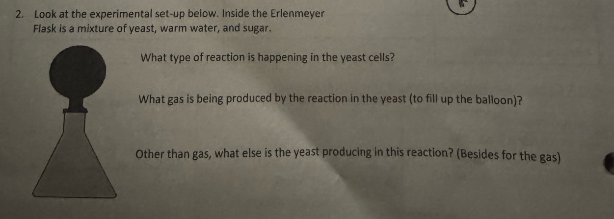 Look at the experimental set-up below. Inside the Erlenmeyer 
Flask is a mixture of yeast, warm water, and sugar. 
What type of reaction is happening in the yeast cells? 
What gas is being produced by the reaction in the yeast (to fill up the balloon)? 
Other than gas, what else is the yeast producing in this reaction? (Besides for the gas)