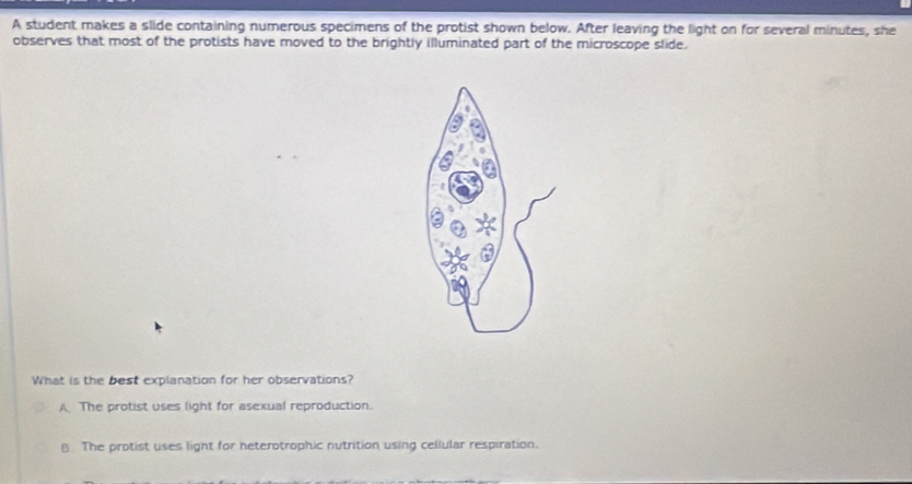 A student makes a slide containing numerous specimens of the protist shown below. After leaving the light on for several minutes, she
observes that most of the protists have moved to the brightly illuminated part of the microscope slide.
What is the best explanation for her observations?
A The protist uses light for asexual reproduction.
8 The protist uses light for heterotrophic nutrition using cellular respiration.