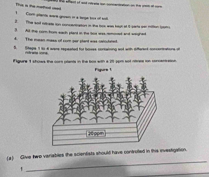 sied the effect of sail nitrate ion concentration on the vield of corn 
This is the method used 
1 Corn plants were grown in a large box of soil. 
2. The soif nitrate ion concentration in the box was kept at 0 parts per million (pem) 
3. All the corn from each plant in the box was removed and weighed 
4. The mean mass of com per plant was calculated. 
5. Steps 1 to 4 were repeated for boxes containing soil with different concentrations of 
nitrate ions 
Figure 1 shows the corn plants in the box with a 20 ppm soil nitrate ion concentration 
(a) Give two variables the scientists should have controlled in this investigation. 
1 
_