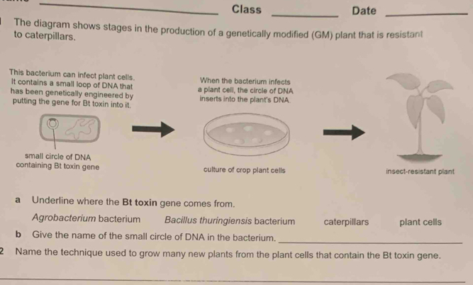 Class _Date_
The diagram shows stages in the production of a genetically modified (GM) plant that is resistant
to caterpillars.
This bacterium can infect plant cells. When the bacterium infects
It contains a small loop of DNA that
has been genetically engineered by a plant cell, the circle of DNA
putting the gene for Bt toxin into it. inserts into the plant's DNA
small circle of DNA
containing Bt toxin gene culture of crop plant cells insect-resistant plant
a Underline where the Bt toxin gene comes from.
Agrobacterium bacterium Bacillus thuringiensis bacterium caterpillars plant cells
b Give the name of the small circle of DNA in the bacterium.
_
2 Name the technique used to grow many new plants from the plant cells that contain the Bt toxin gene.
_